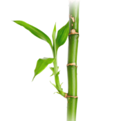 Bambou...